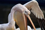 white pelican 
