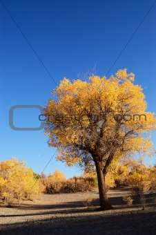 Yellow leaves tree