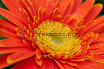 Orange Gerbera Close-up