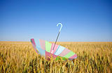 Umbrella at wheat field 