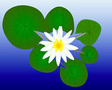 water lily with green leaves 