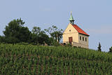 vinyeard in the Prague