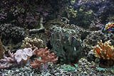 aquarium background