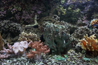 aquarium background