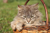cat in the basket