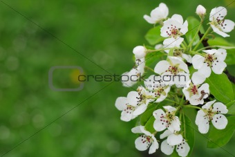 spring apple flowers background