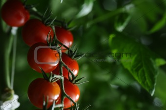 branches with tomatoes in a room