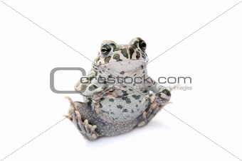 frog