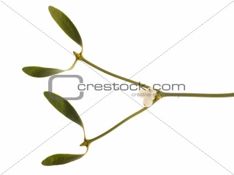 Sprig of mistletoe