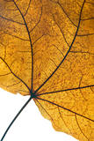 Detail Of A Dry Leaf