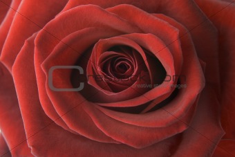 Detail Of Red Rose