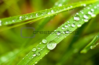 Green grass with water drops on it 