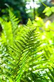 Young green fern with blurry background