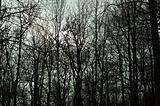 Silhouettes of tress in a dark forest