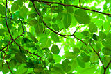 Fresh green leaves against blurry background