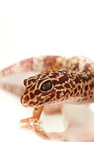 Young leopard gecko isolated on white