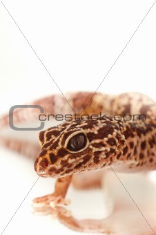 Young leopard gecko isolated on white