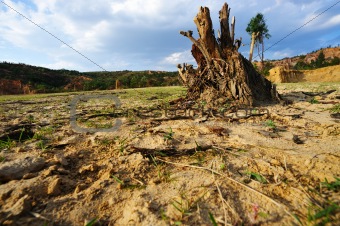Tree root on dried field