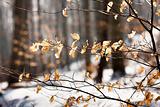 Yellow autumnal leaves with snow
