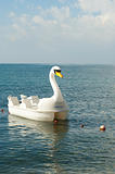 Swan pedal boat