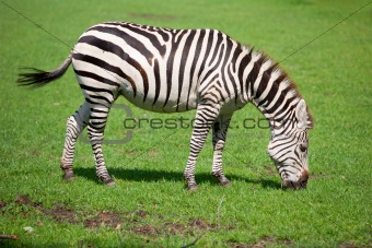 Zebra
