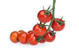 juicy red tomatoes