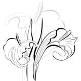 Monochrome illustration calla lilies flowers