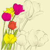 Decorative background with Tulips flowers