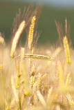 close up of rye in a field ready for harvest