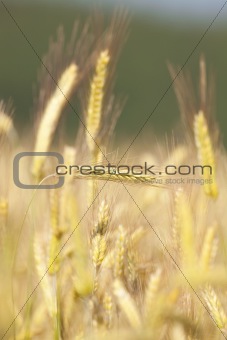 close up of rye in a field ready for harvest