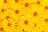 Floral yellow background