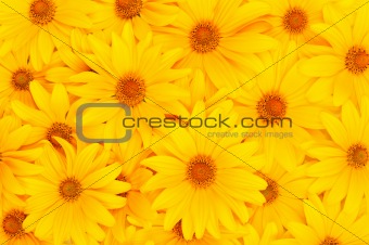 Floral yellow background