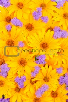 Floral yellow and purple background