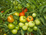 Big bunch of tomatoes 