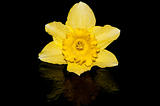 Studio shot of daffodil with reflection on black background