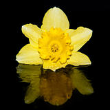 Studio shot of daffodil with reflection on black background