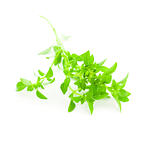 Fres Basil / spice herb on white background