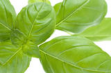 Close Up Image of Basil Plant Leaves
