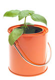 Basil Plant Growing in Orange Paint Can