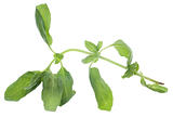 Wilted Basil