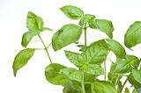 Close Up Basil Plant