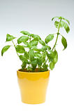 Basil Plant on Gradient Background
