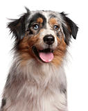 Close-up of Australian Shepherd dog, 1 year old, in front of white background