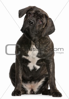 Cane Corso, 9 months old, sitting in front of white background