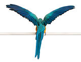 Rear view of Blue and Yellow Macaw, Ara Ararauna, perched and flapping wings in front of white background