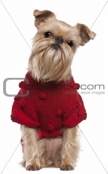 Griffon Bruxellois in red sweater, 3 and a half years old, sitting in front of white background