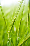 Green  wheat on a grain field in spring