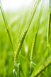 Green  wheat on a grain field in spring