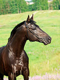 portrait of nice  black stallion