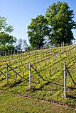 Vineyard irrigation system